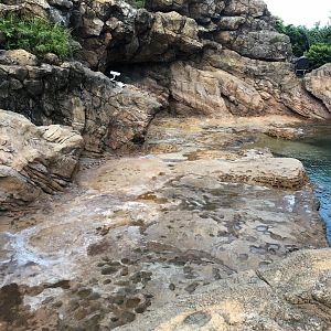 Walrus & California Sea Lion Exhibit
