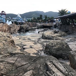 South American Fur Seal Exhibit