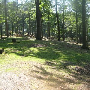 Vejle Dyrehave - General view