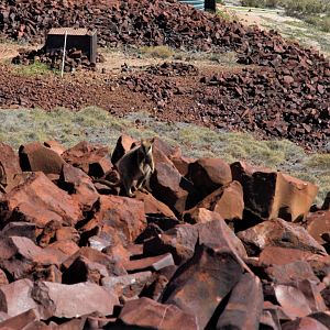 Rothschild's Rock-wallaby (Petrogale rothschildi)