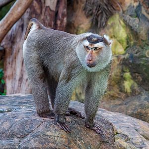 Northern pig-tailed macaque