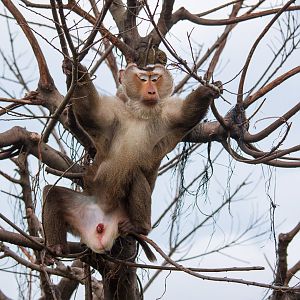 Northern pig-tailed macaque
