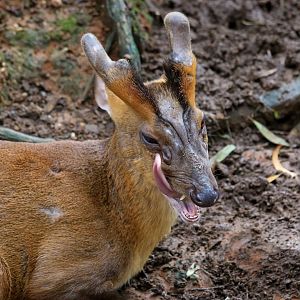Reeves's muntjac