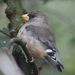 Chinese Grosbeak (Eophona migratoria) - female