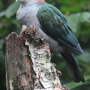 Chestnut-naped Imperial-Pigeon (Ducula aenea paulina)