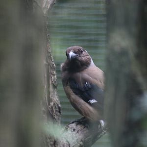Sumatran treepie (Dendrocitta occipitalis)