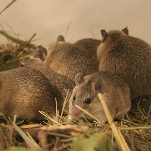 Turkish Spiny Mouse (Acomys cilicicus)
