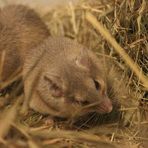 Crete Spiny Mouse (Acomys minous)