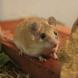 Palestina Spiny Mouse (Acomys dimidiatus dimidiatus)