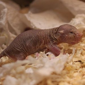 Naked Mole-rat (Heterocephalus glaber)