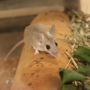 Seurat`s spiny mouse (Acomys seurati)