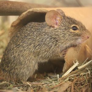 Neumann's grass rat (Arvicanthis neumanni)