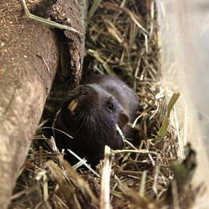 Coruro (Spalacopus cyanus)