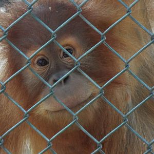 Young Orangutan Monkey World
