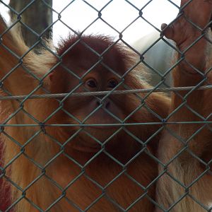 Young Orangutan Monkey World
