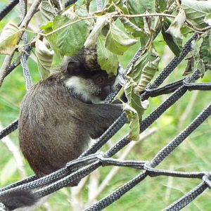 Young Red-bellied Guenon