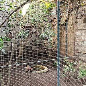 Egyptian plover - Bartletts bleeding heart aviary