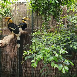 Great Indian hornbill - pair