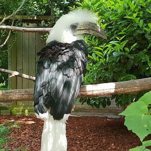 White-crested hornbill - male
