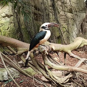 Tarictic hornbill - male