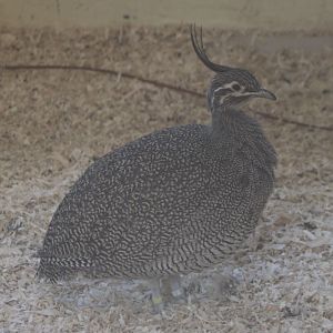 Elegant crested tinamou