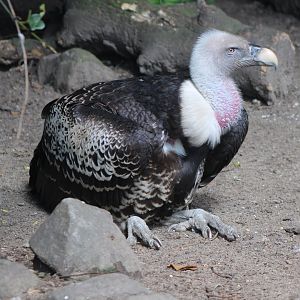 Rüppel's vulture