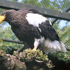 Steller's sea-eagle