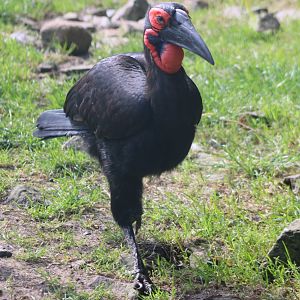 Southern ground hornbill