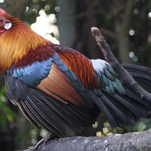 Red junglefowl