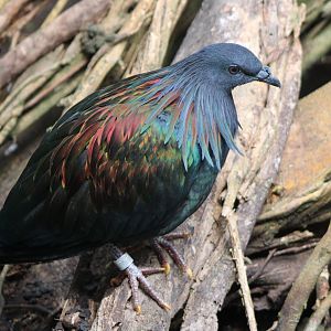 Nicobar pigeon