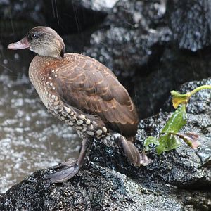 Spotted whistling duck