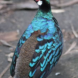 Palawan peacock-pheasant