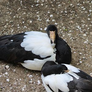Magpie geese