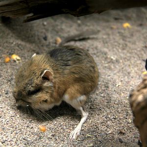 banner-tailed kangaroo rat (Dipodomys spectabilis)