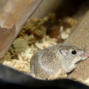 desert pocket mouse (Chaetodipus penicillatus)