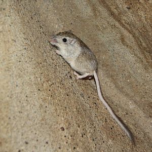 desert pocket mouse (Chaetodipus penicillatus)