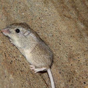 desert pocket mouse (Chaetodipus penicillatus)