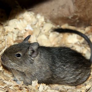 common degu (Octodon degus) blue form