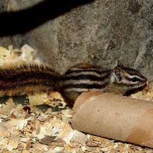 least chipmunk (Neotamias minimus)