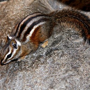 least chipmunk (Neotamias minimus)