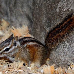 least chipmunk (Neotamias minimus)