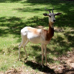 addra gazelle (Nanger dama ruficollis)