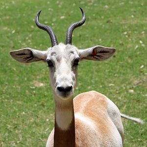addra gazelle (Nanger dama ruficollis)