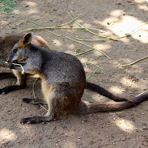 swamp wallaby (Wallabia bicolor)