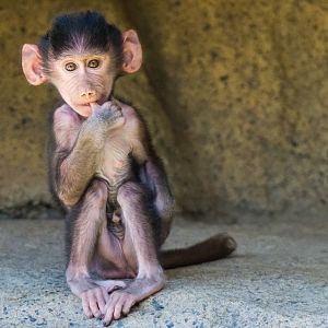 Baby baboon