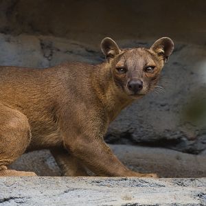 Fossa