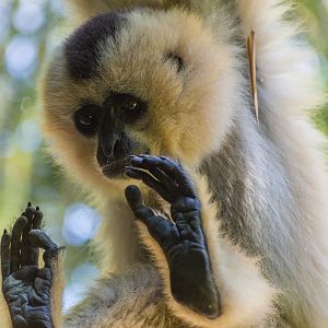 Gibbon