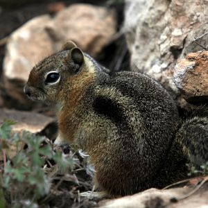golden-mantled ground squirrel (Callospermophilus lateralis)