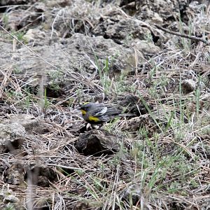 yellow-rumped warbler (Setophaga coronata) Audubon's race