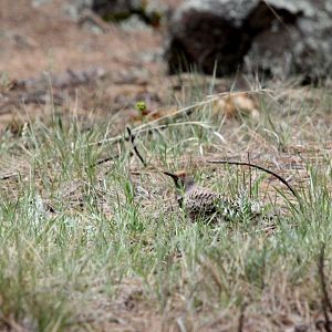northern flicker (Colaptes auratus)
